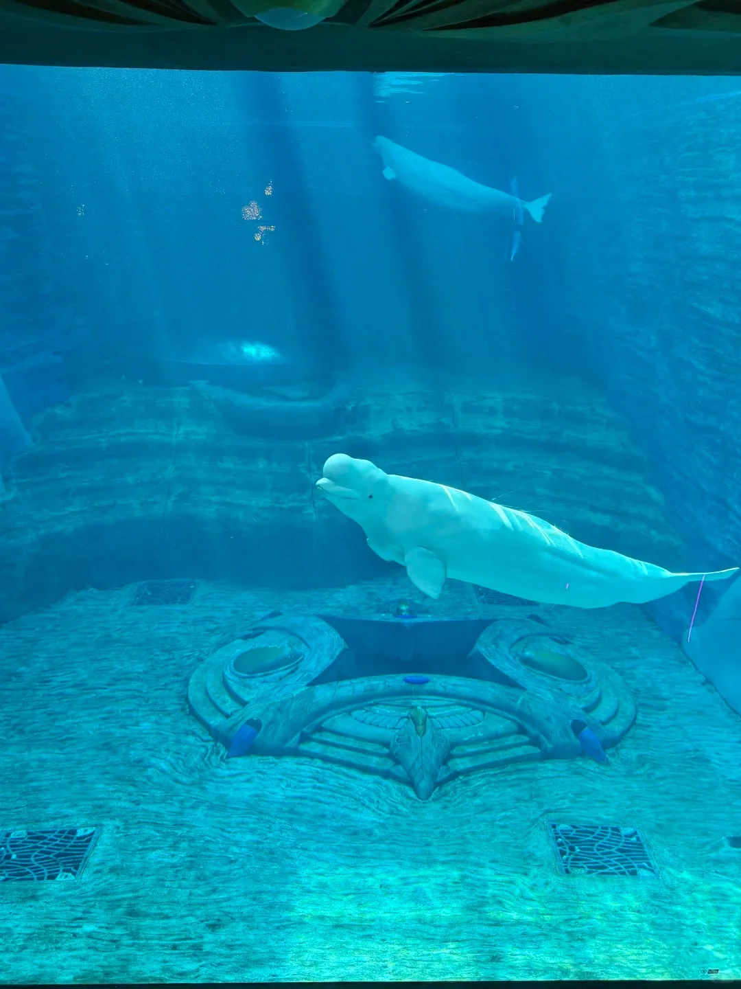 Atlantis · океанариум · 4