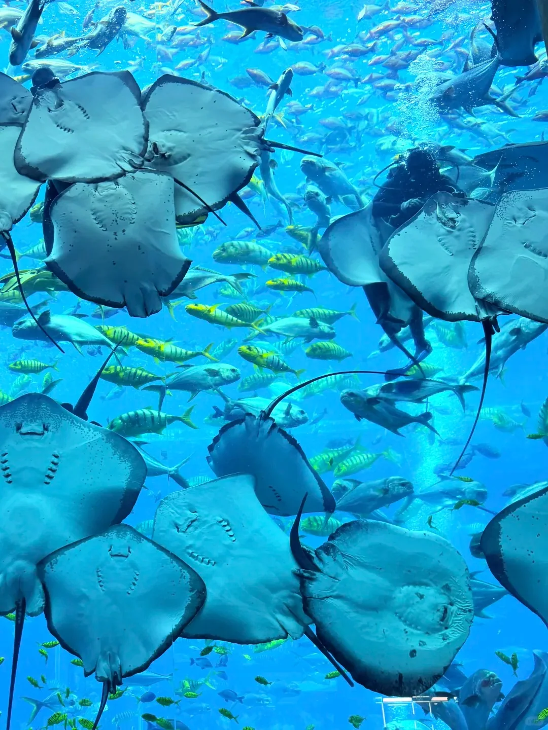 Atlantis · аквапарк + океанариум · 6