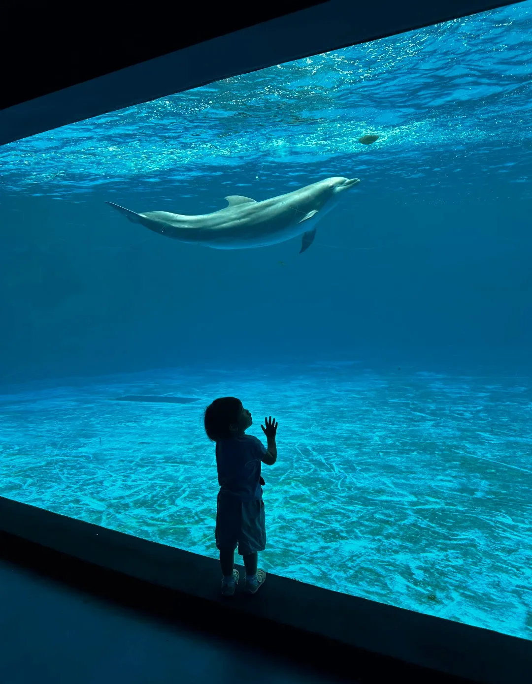 Fuli Ocean World · океанариум и мини-зоопарк · 4